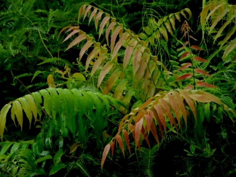 Cây Choại. Stenochlaena palustris - Cây Thuốc Nam Quanh Ta